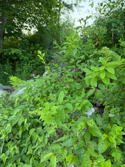 Spirée blanche