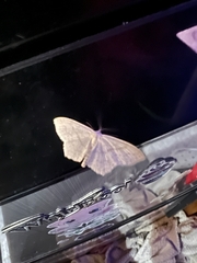 Scopula junctaria
